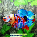 Multicolor Rainbow Galaxy HMPK Male
