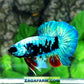Avatar HMPK Male