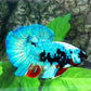 Avatar HMPK Male