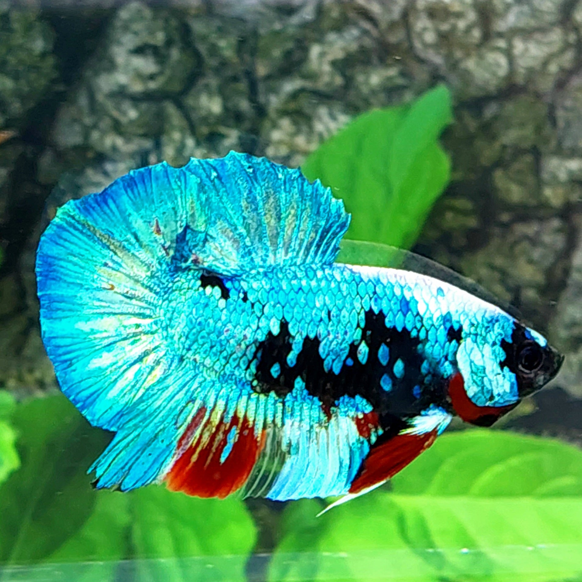 Avatar HMPK Male