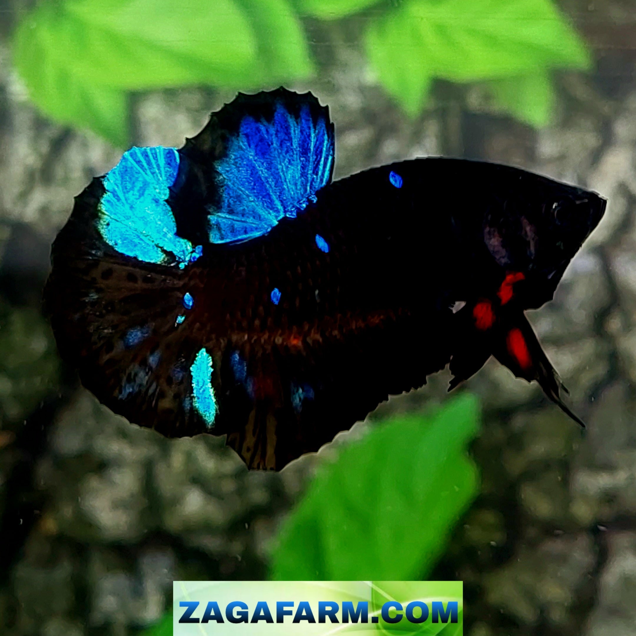 Black Blue Star Galaxy HMPK Male