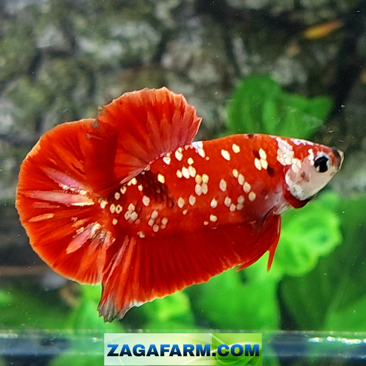 Red Gold Galaxy HMPK Male