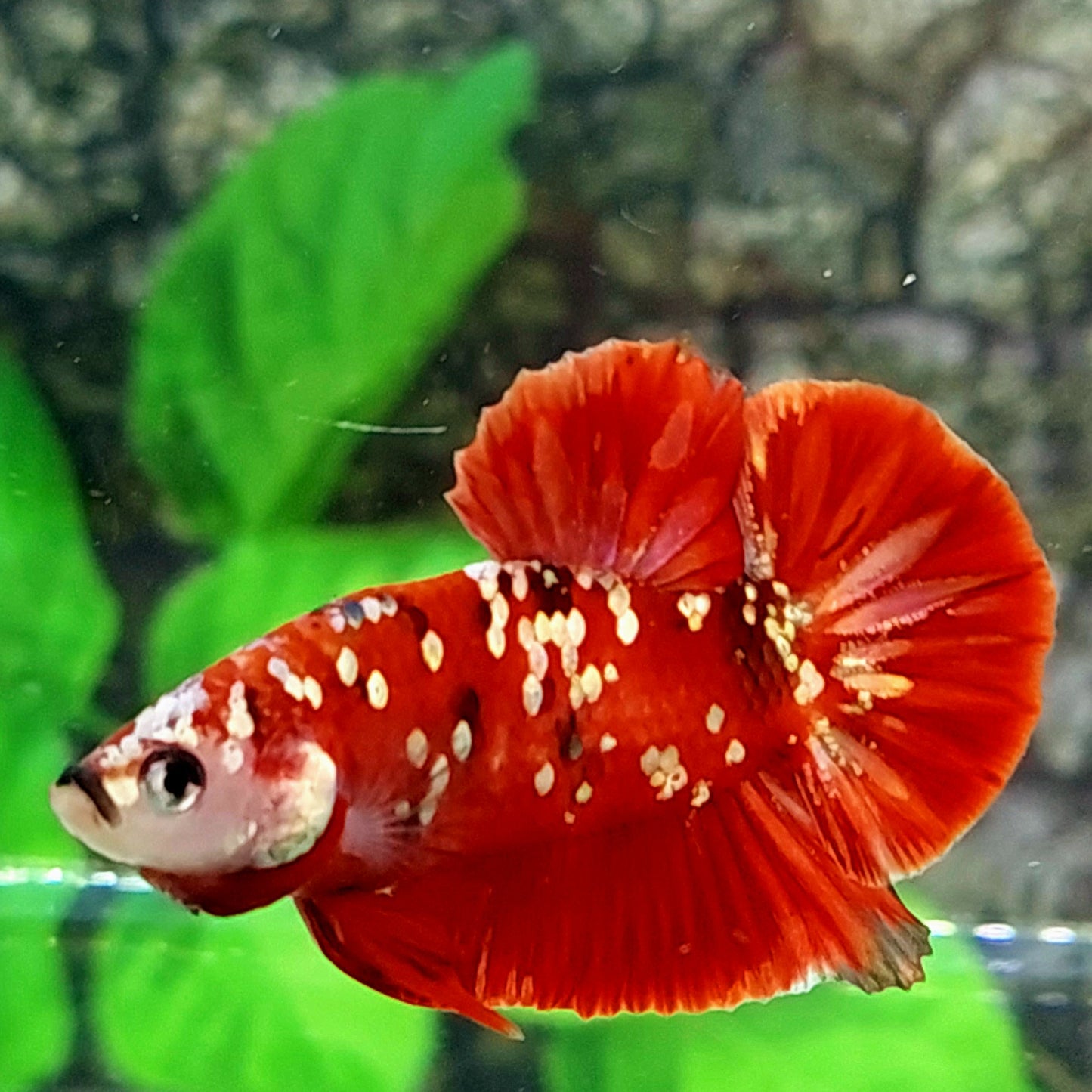 Red Gold Galaxy HMPK Male