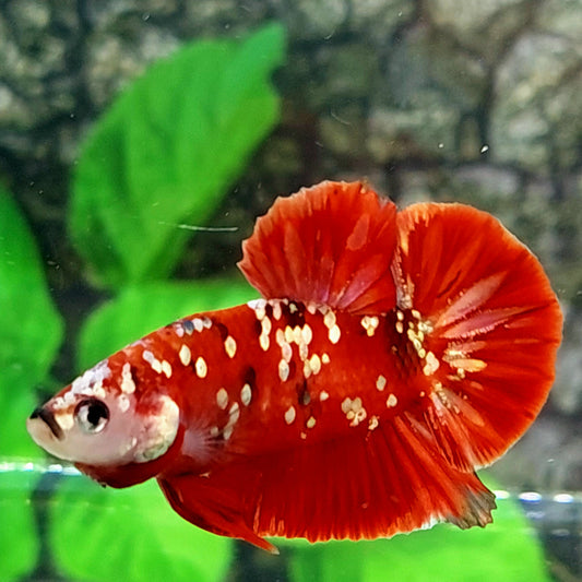 Red Gold Galaxy HMPK Male