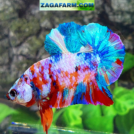 Multicolor Galaxy HMPK Male