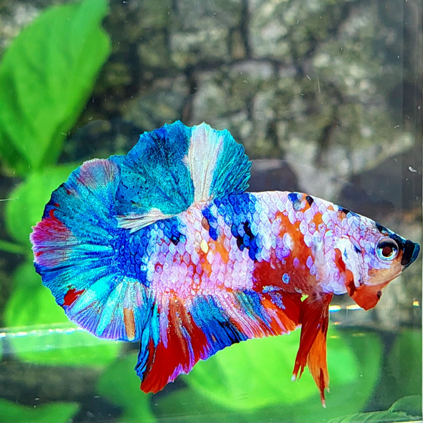 Multicolor Galaxy HMPK Male