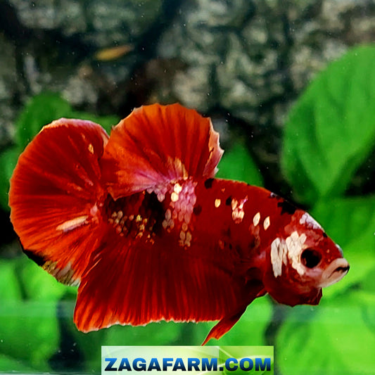 Red Tiger Gold Galaxy HMPK Male