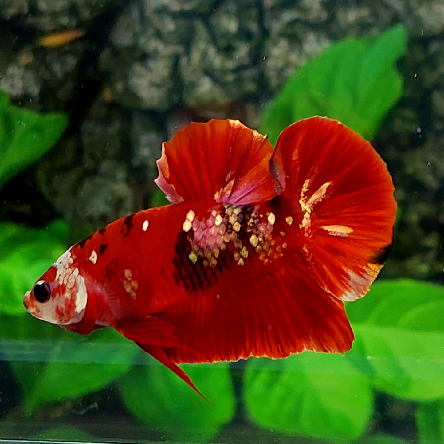 Red Tiger Gold Galaxy HMPK Male