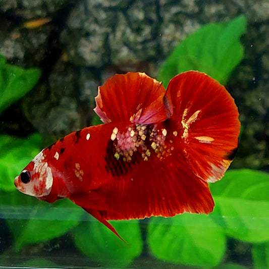 Red Tiger Gold Galaxy HMPK Male