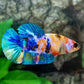 Multicolor Galaxy HMPK Female For Sorority Tank/Breed