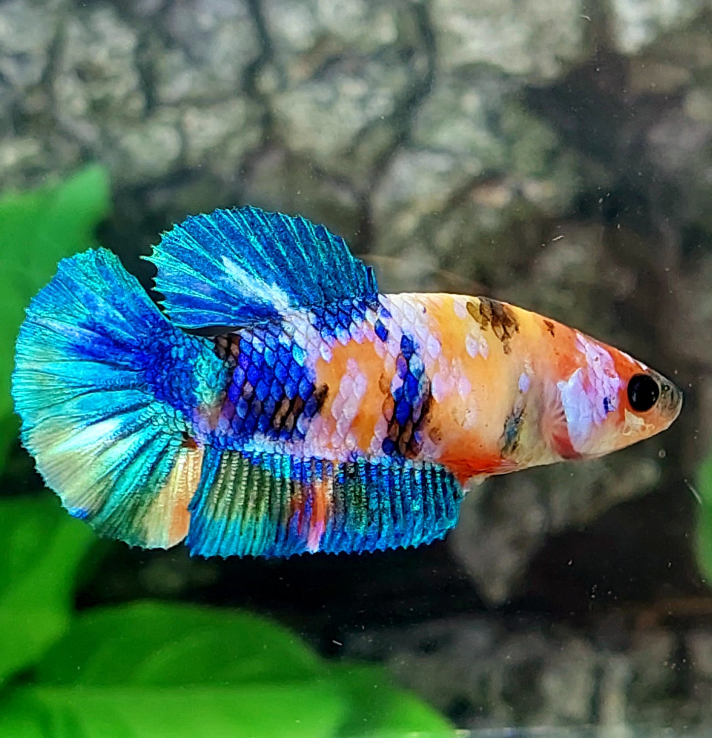 Multicolor Galaxy HMPK Female For Sorority Tank/Breed