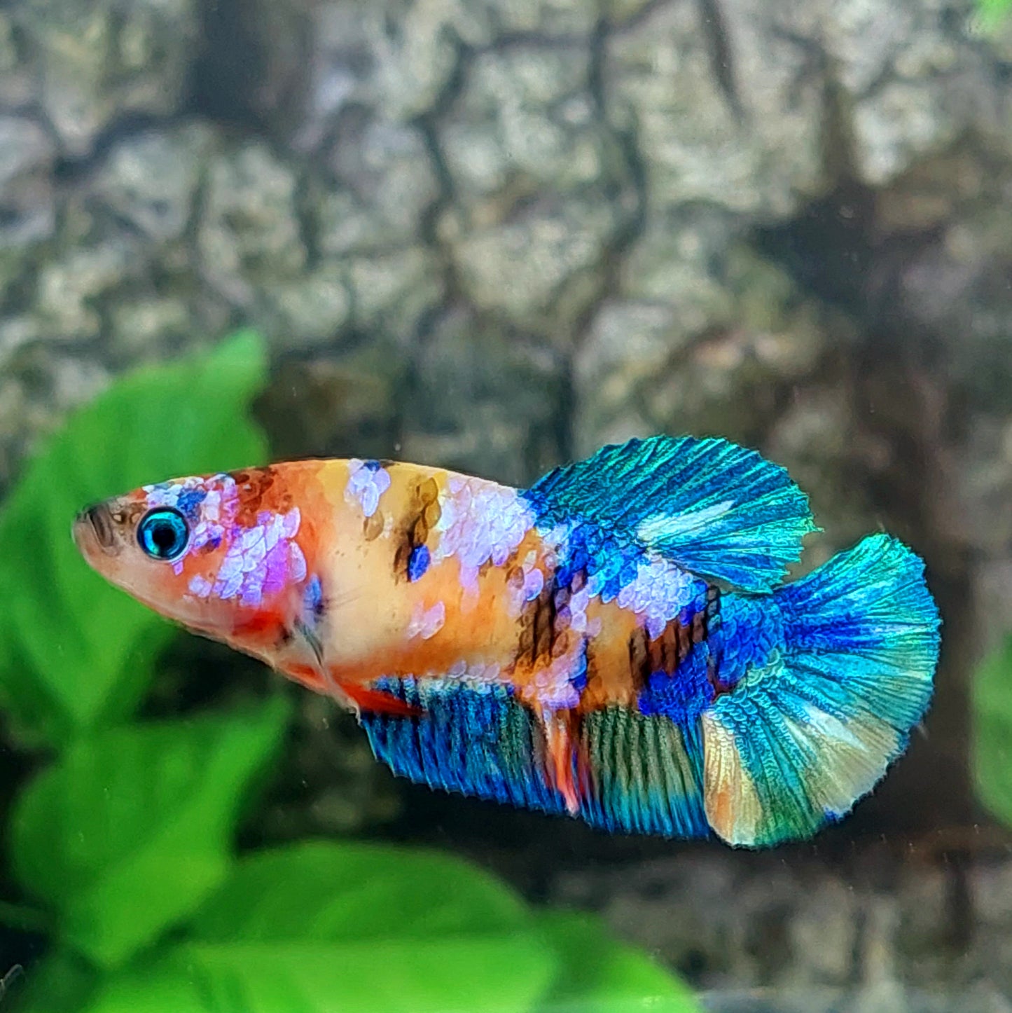 Multicolor Galaxy HMPK Female For Sorority Tank/Breed