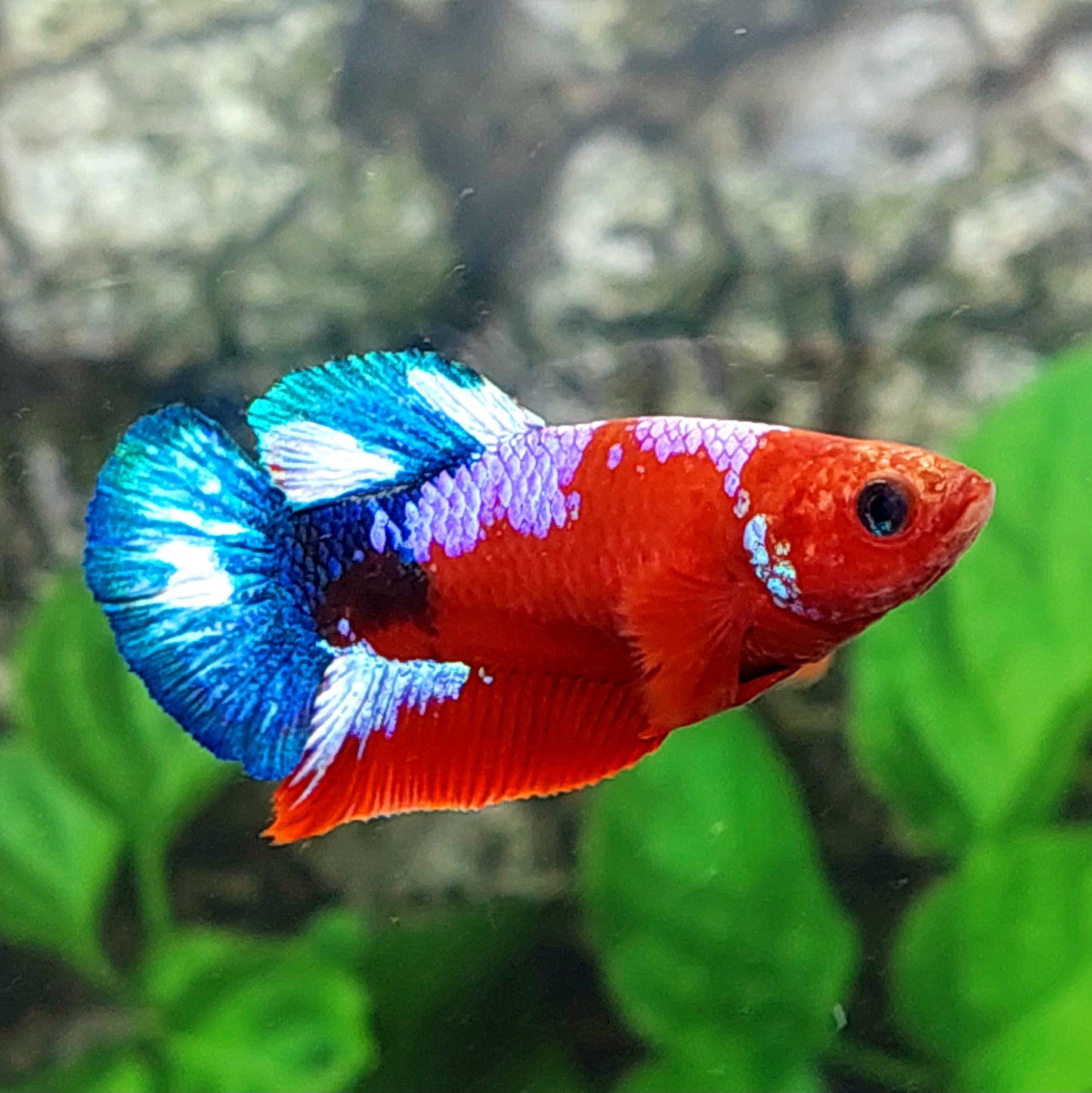 Hellboy HMPK Female For Sorority Tank/Breed