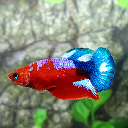 Hellboy HMPK Female For Sorority Tank/Breed