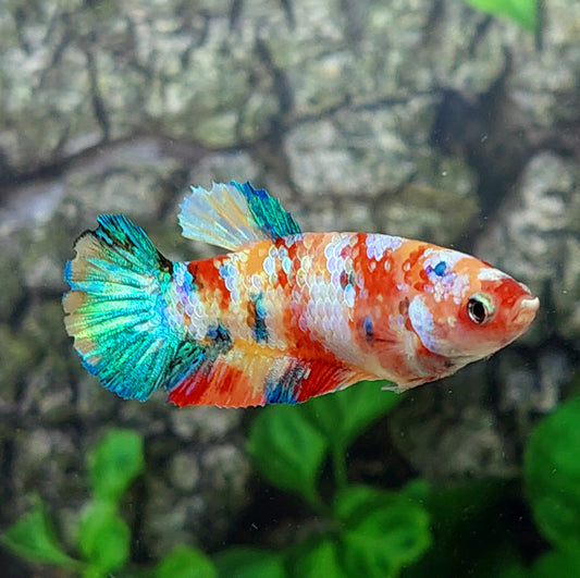 Multicolor Galaxy HMPK Female For Sorority Tank/Breed