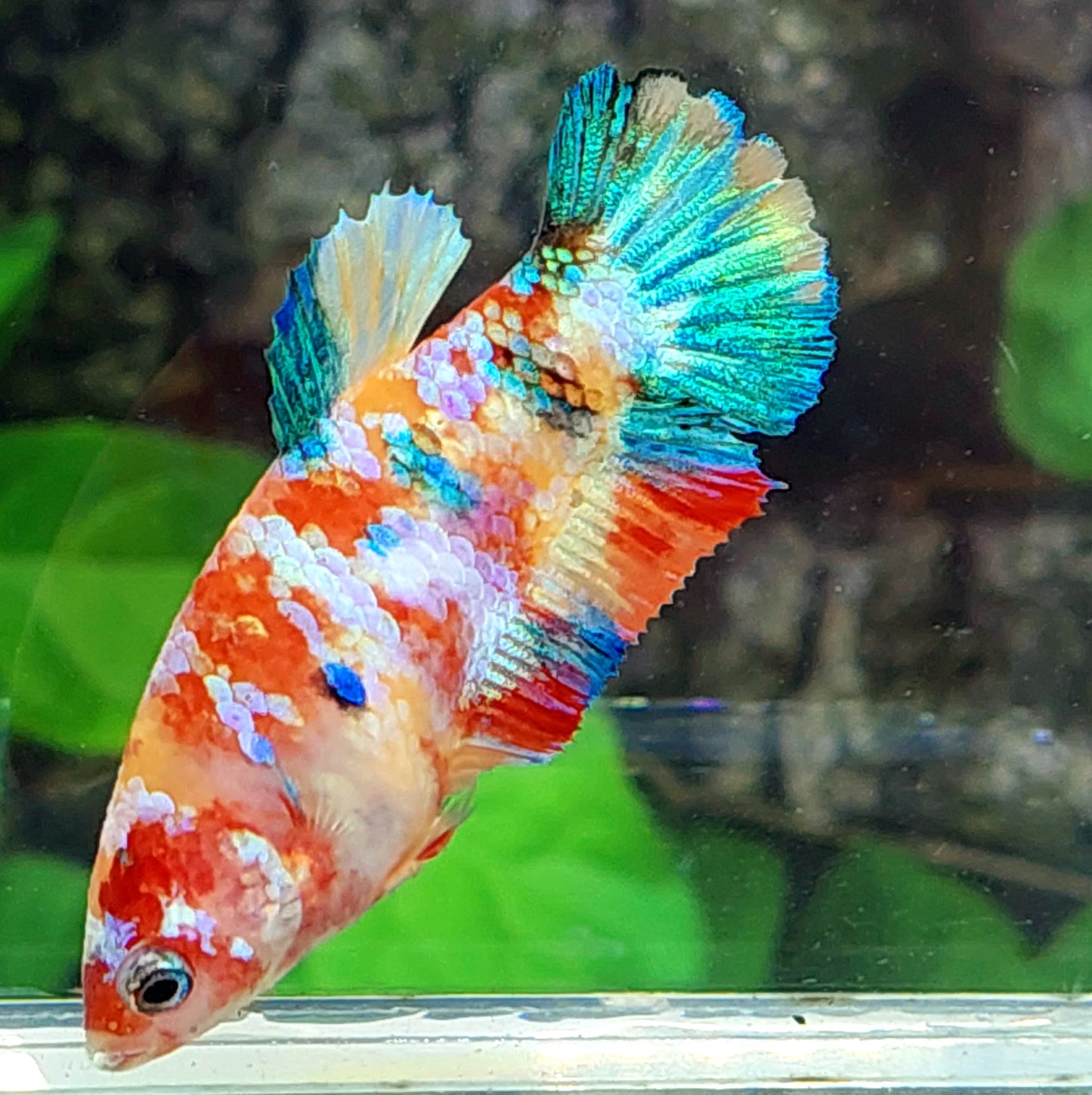 Multicolor Galaxy HMPK Female For Sorority Tank/Breed