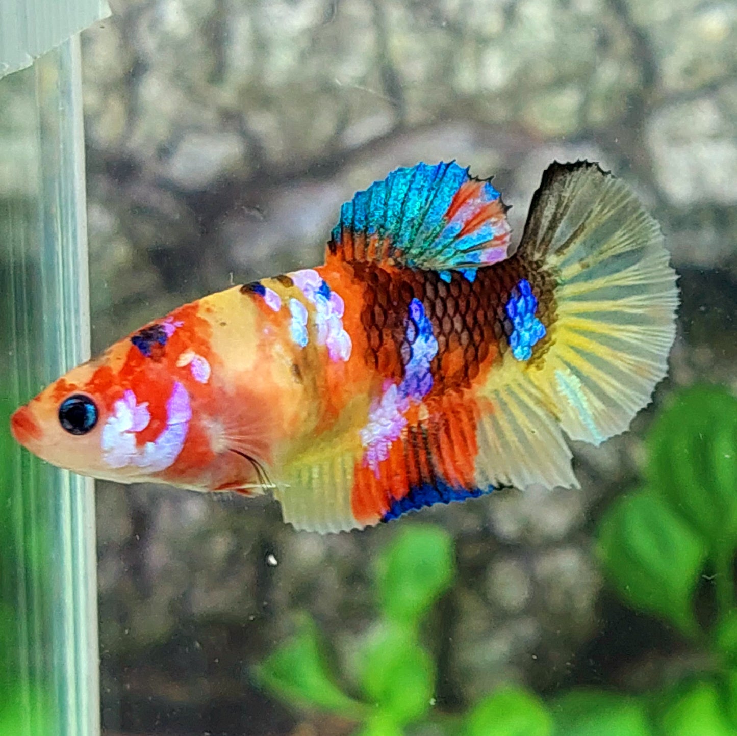 Yellowbase Multicolor Galaxy HMPK Female For Sorority Tank/Breed