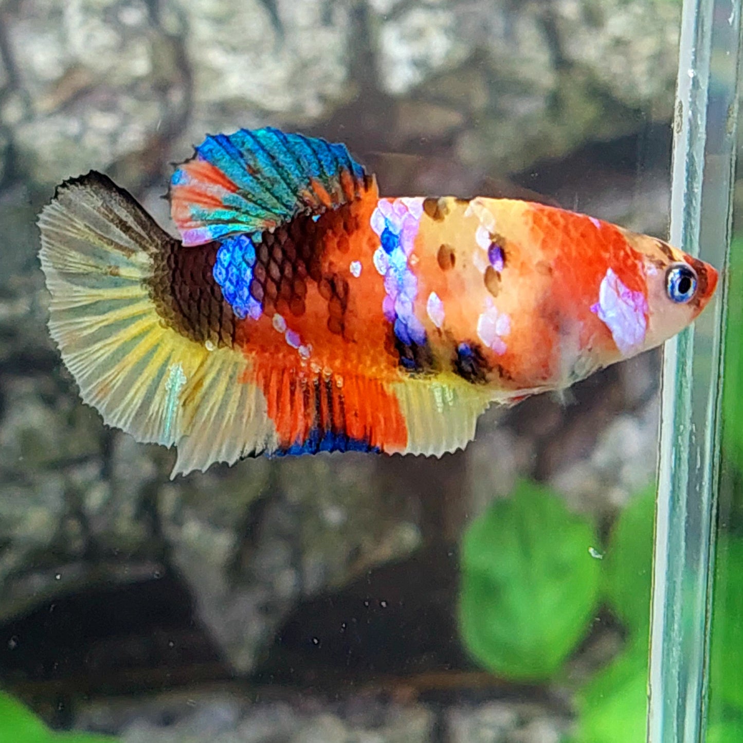 Yellowbase Multicolor Galaxy HMPK Female For Sorority Tank/Breed