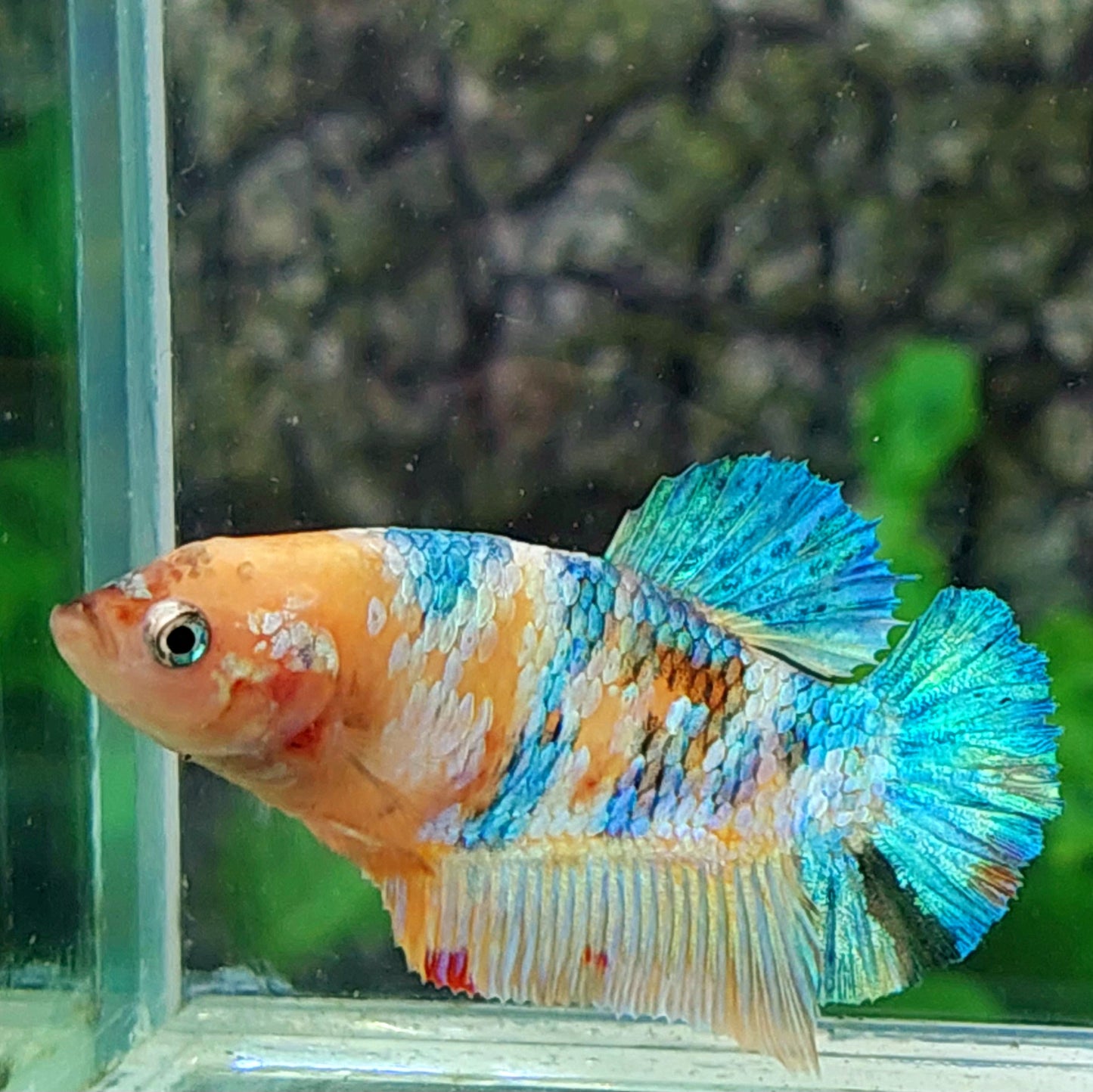 Multicolor HMPK Female For Sorority Tank/Breed