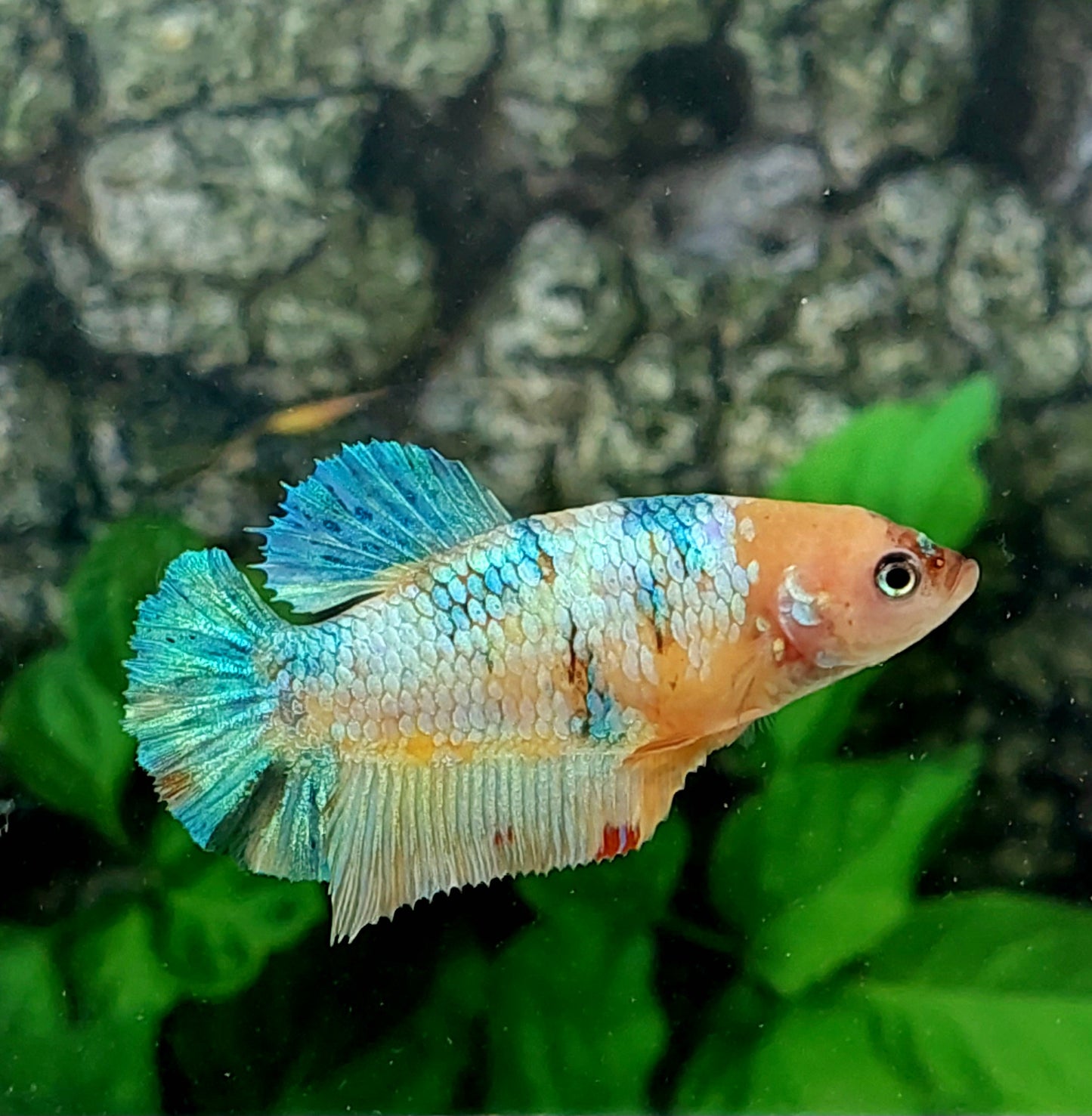 Multicolor HMPK Female For Sorority Tank/Breed