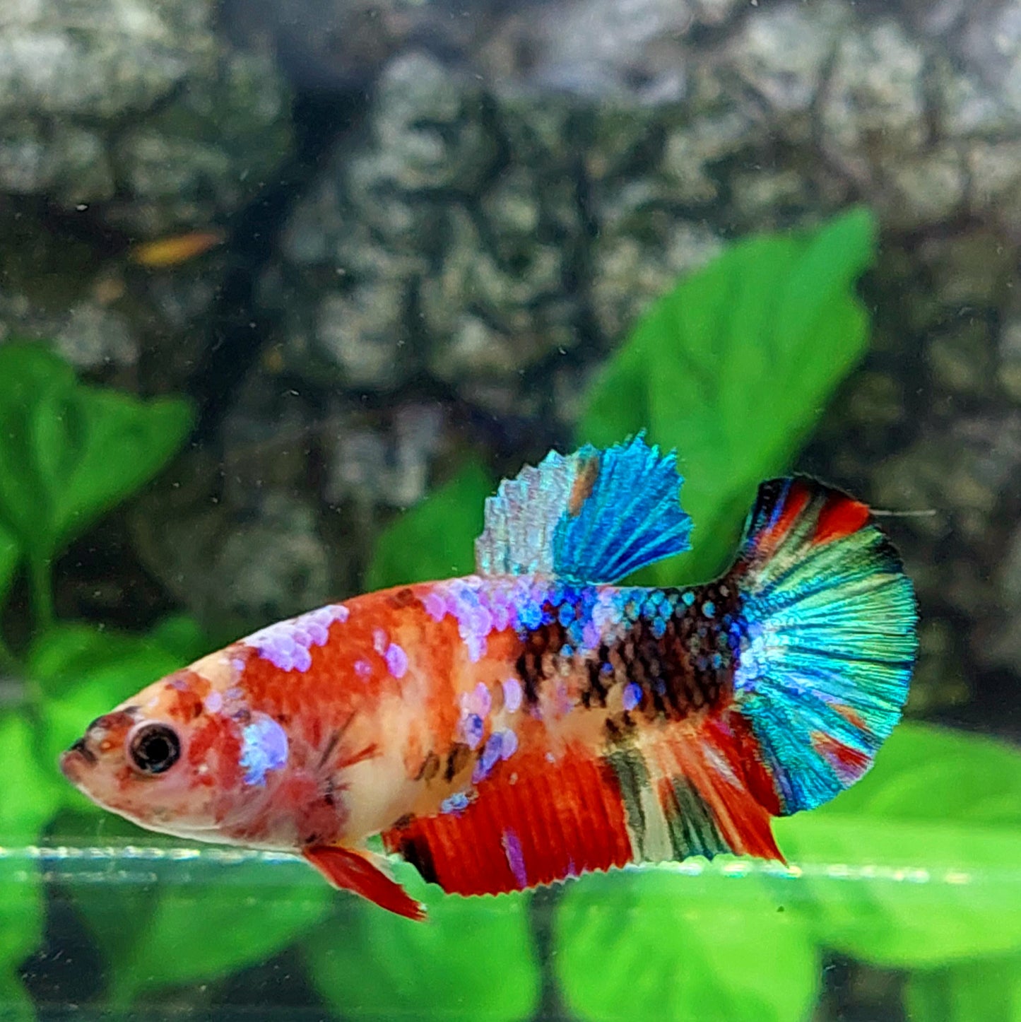 Multicolor Galaxy HMPK Female For Sorority Tank/Breed