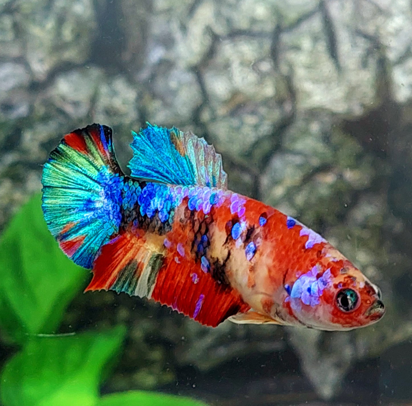 Multicolor Galaxy HMPK Female For Sorority Tank/Breed