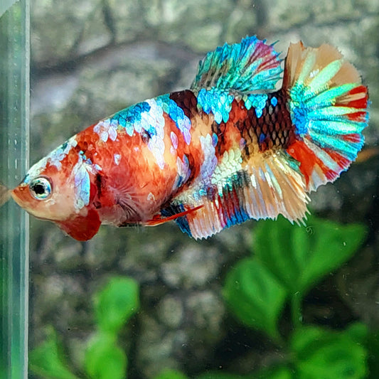 Multicolor Galaxy HMPK Female For Sorority Tank/Breed