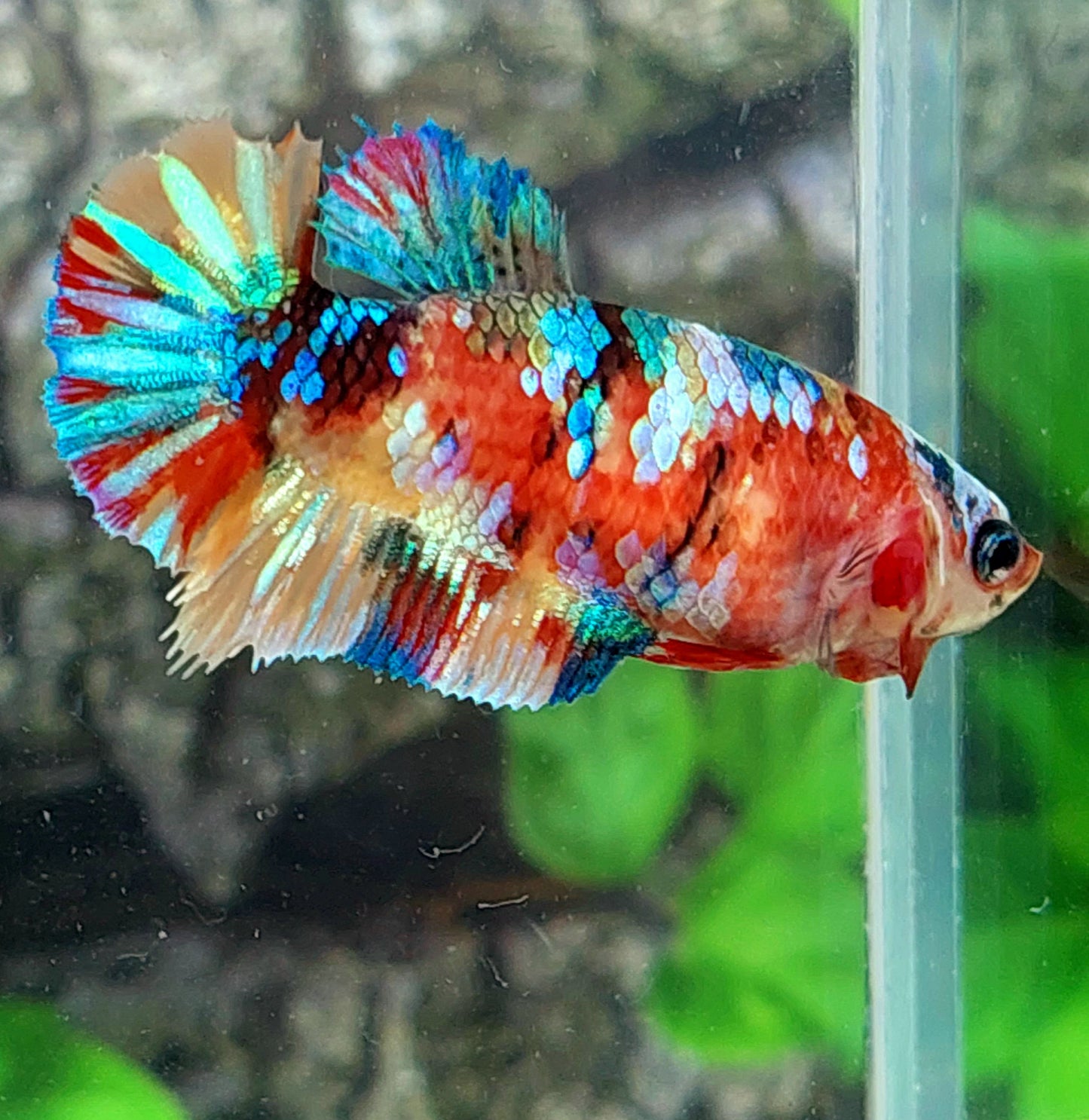 Multicolor Galaxy HMPK Female For Sorority Tank/Breed