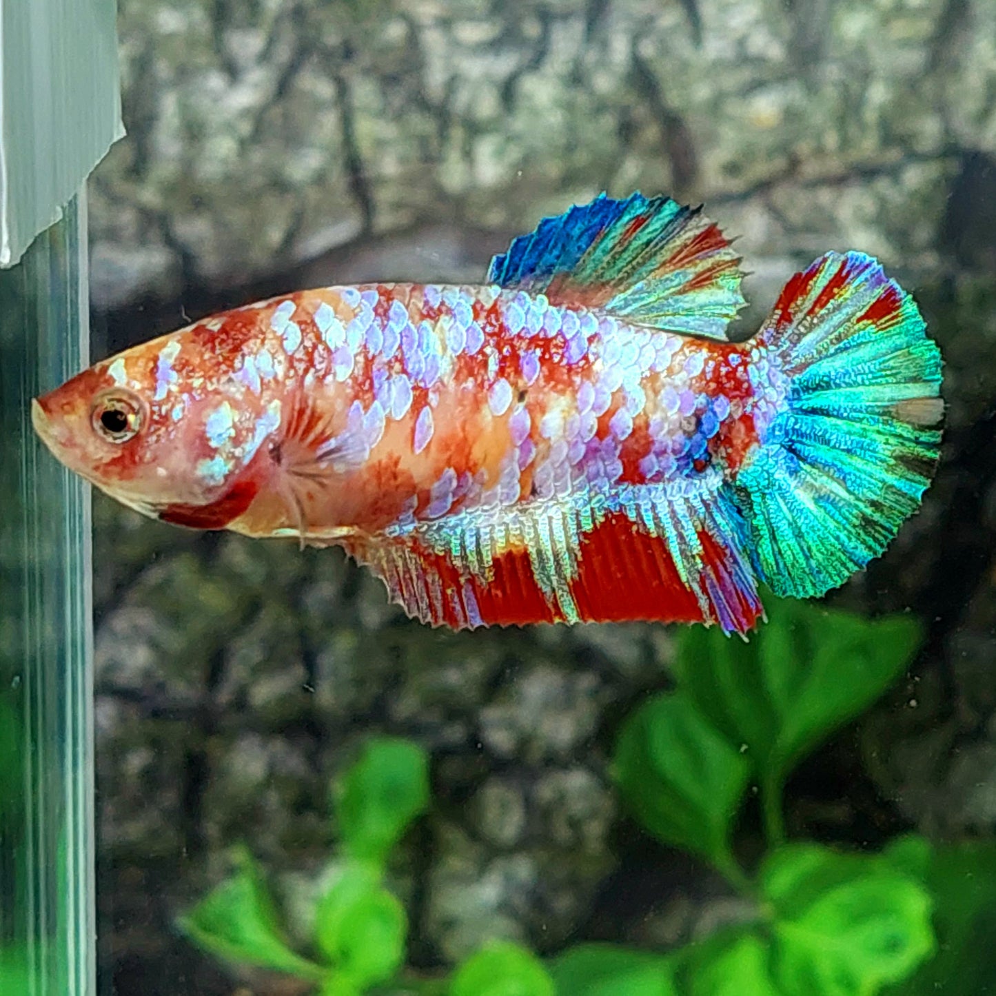 Multicolor Galaxy HMPK Female For Sorority Tank/Breed