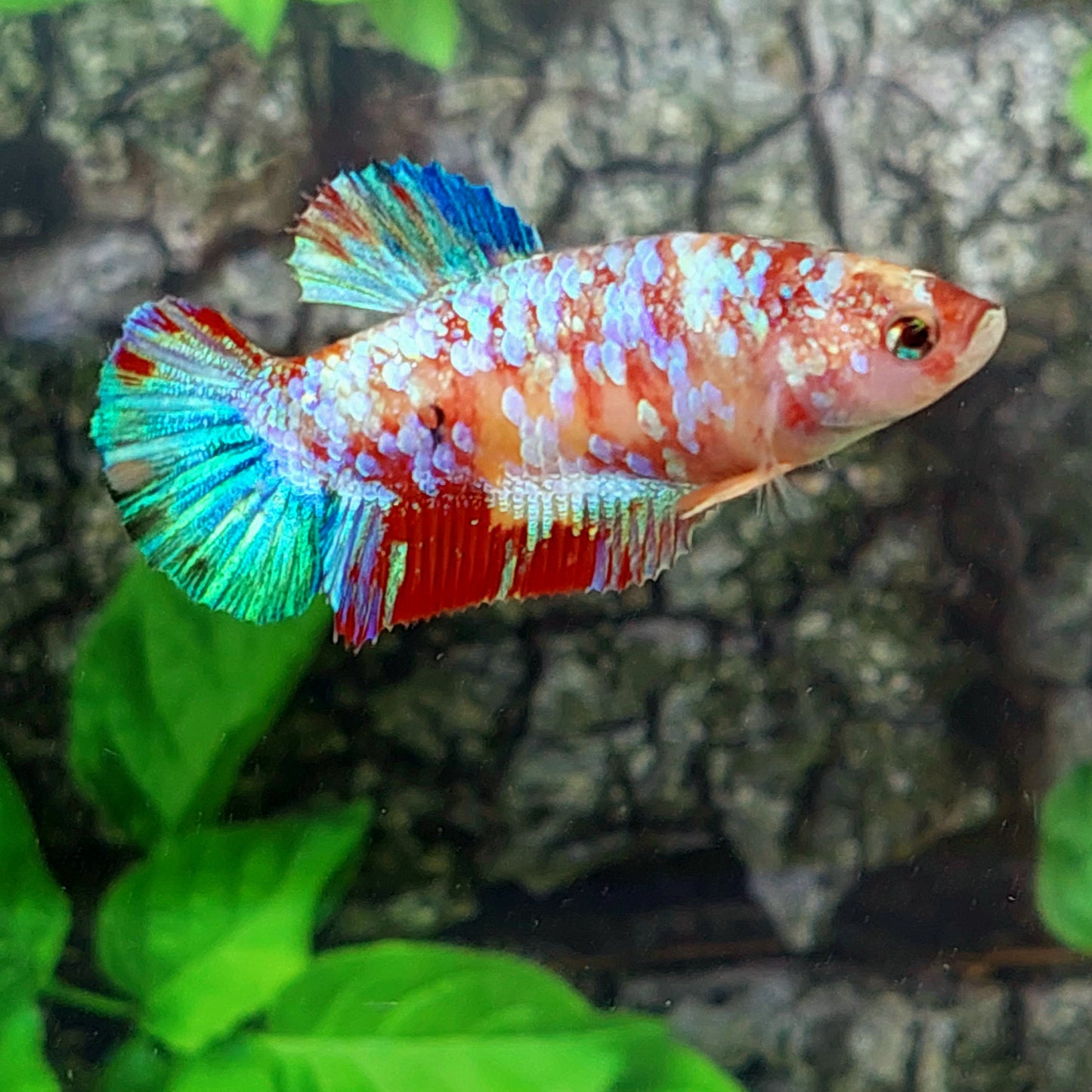 Multicolor Galaxy HMPK Female For Sorority Tank/Breed