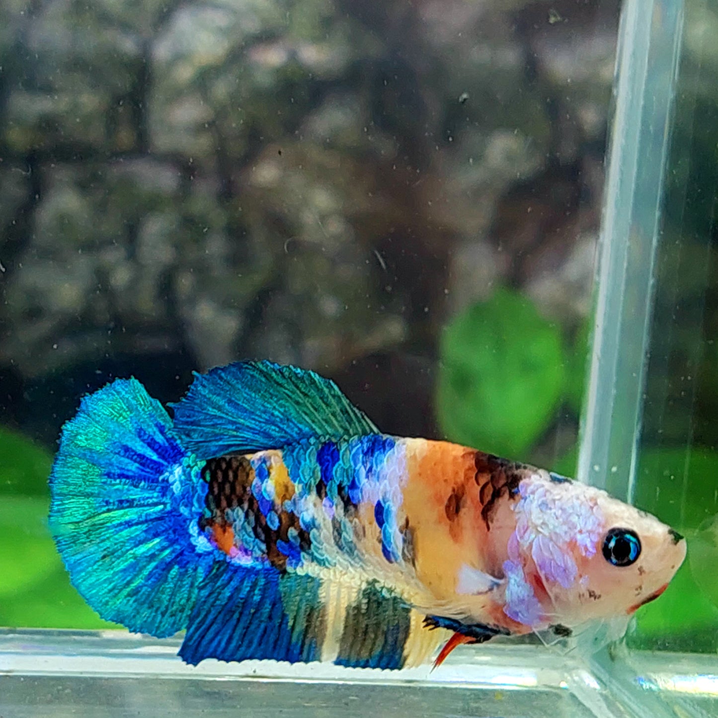 Yellowbase Multicolor Galaxy HMPK Female For Sorority Tank/Breed