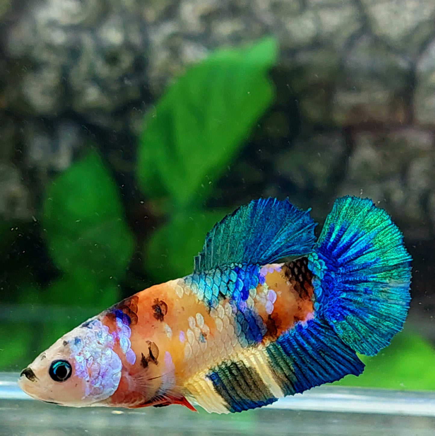 Yellowbase Multicolor Galaxy HMPK Female For Sorority Tank/Breed