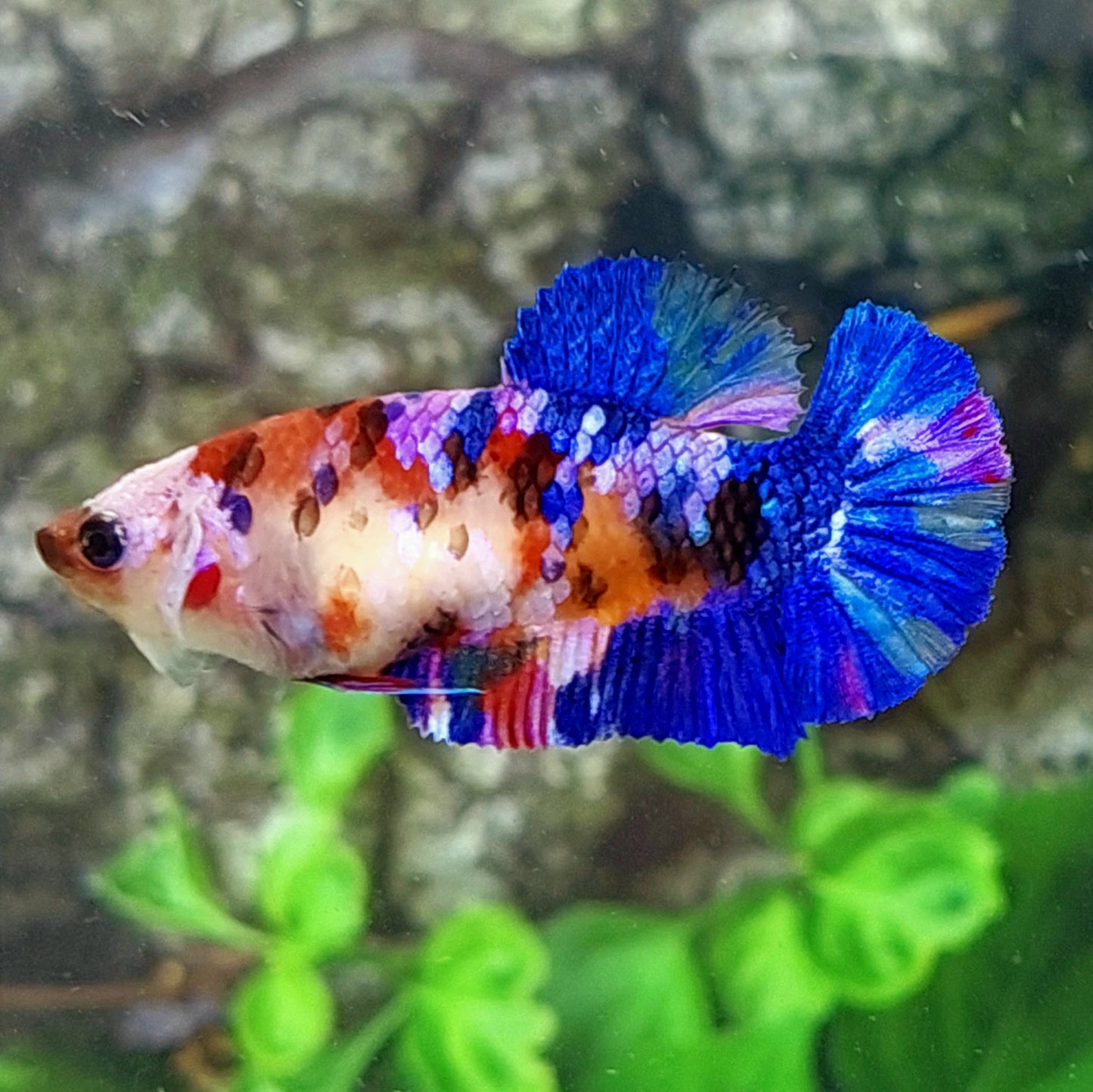 Multicolor Blue Purple Koi Galaxy HMPK Female For Sorority Tank/Breed