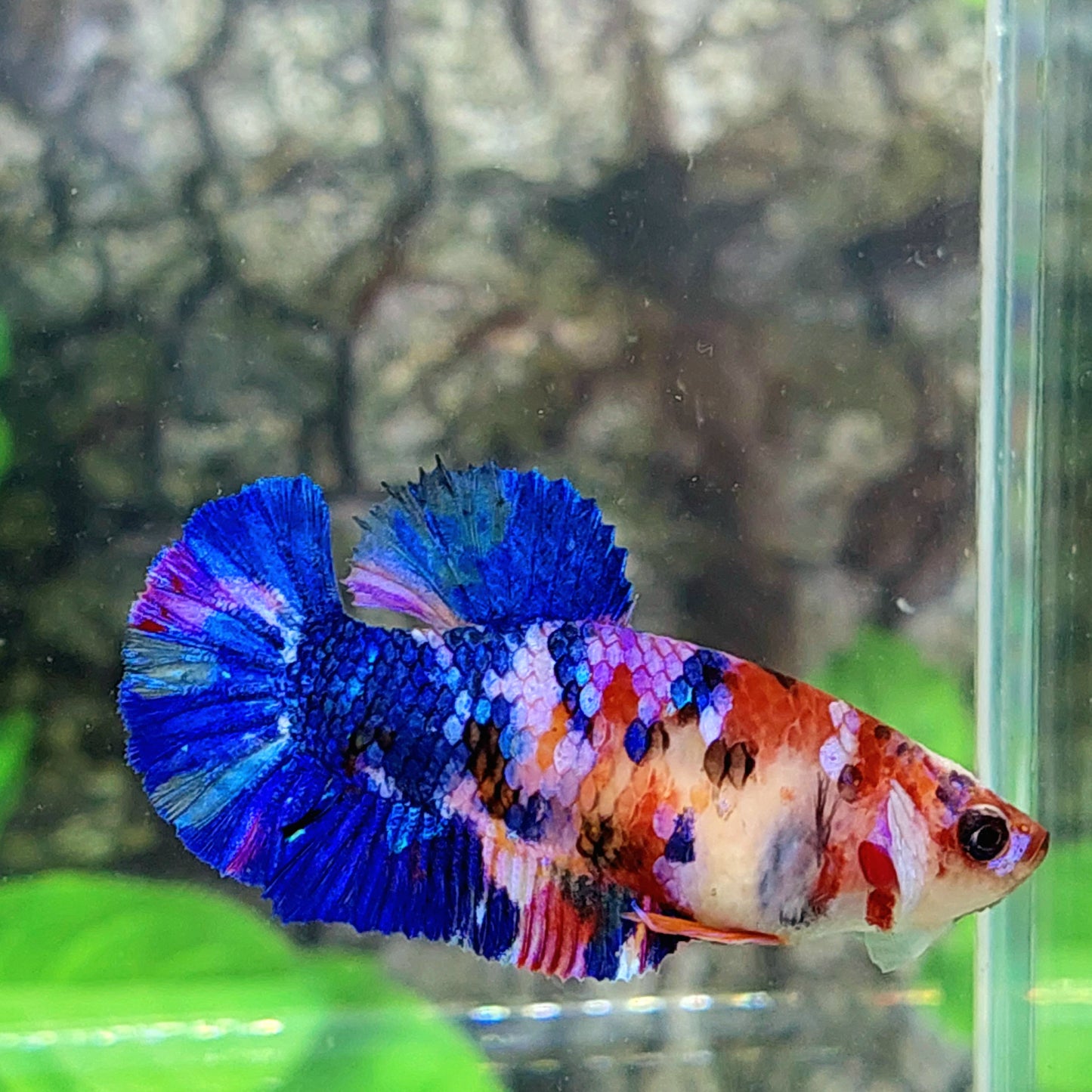 Multicolor Blue Purple Koi Galaxy HMPK Female For Sorority Tank/Breed