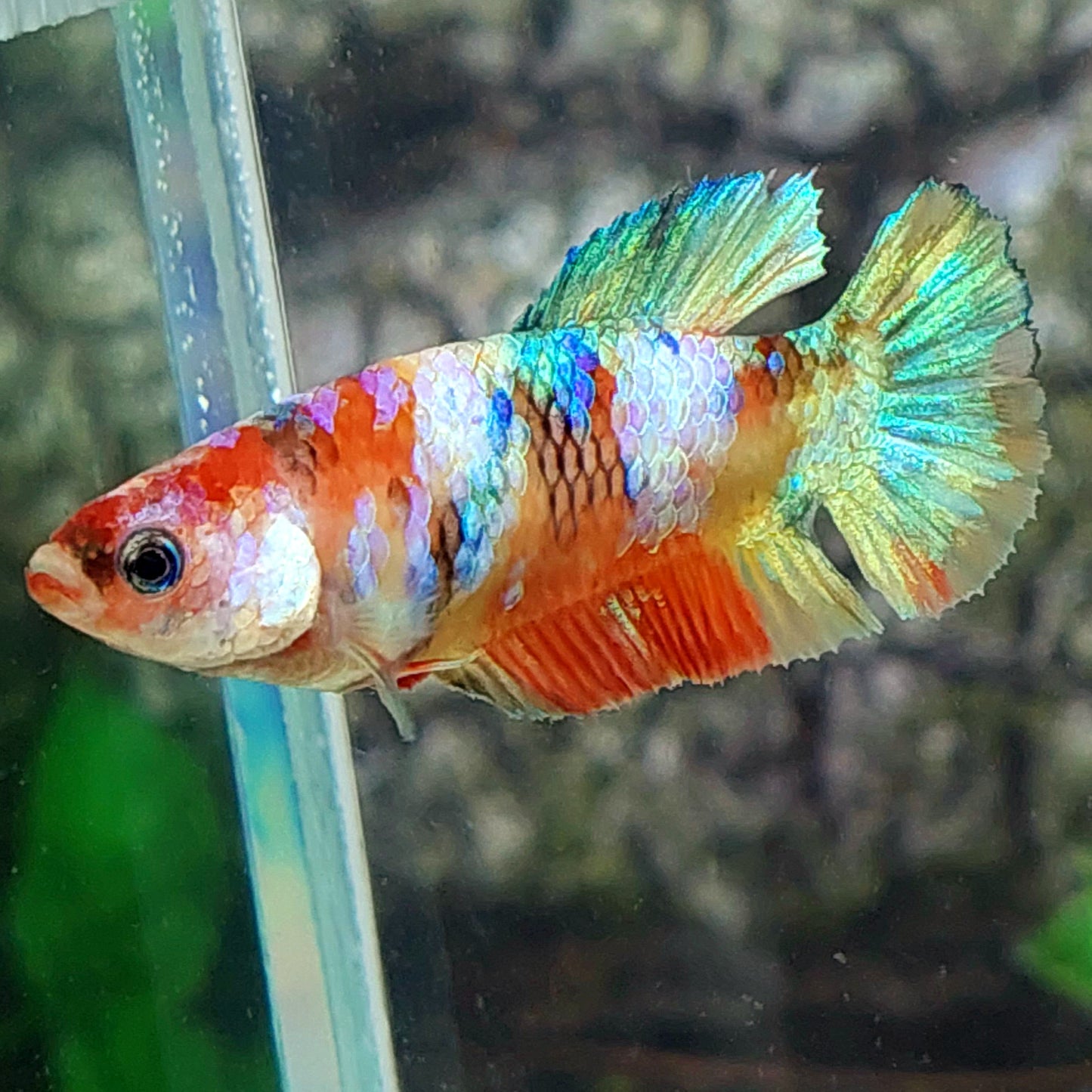 Multicolor Galaxy HMPK Female For Sorority Tank/Breed