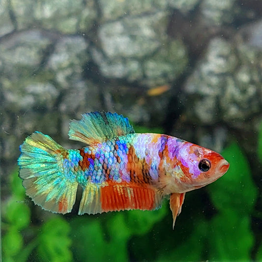 Multicolor Galaxy HMPK Female For Sorority Tank/Breed