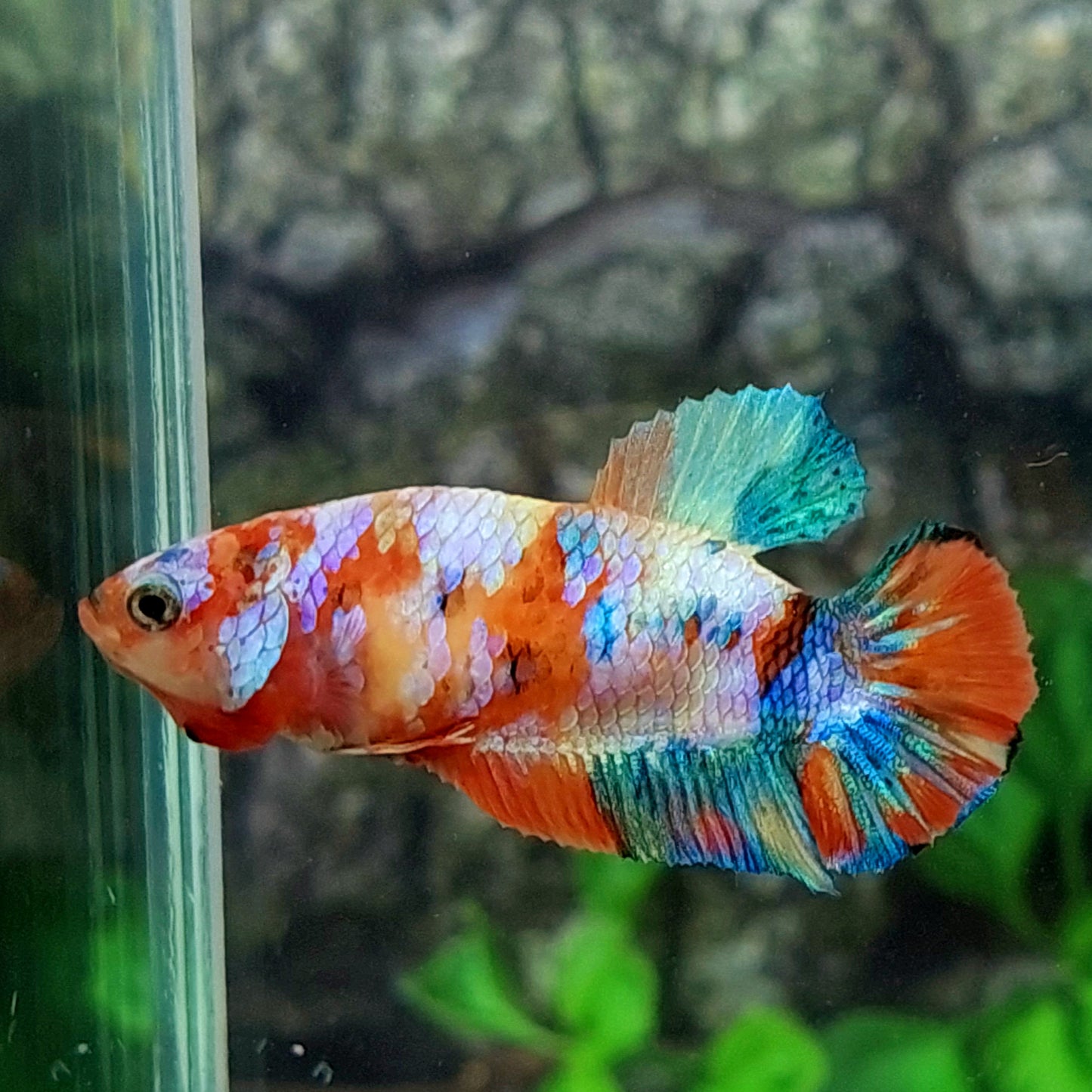 Multicolor Galaxy HMPK Female For Sorority Tank/Breed