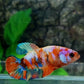 Multicolor Galaxy HMPK Female For Sorority Tank/Breed