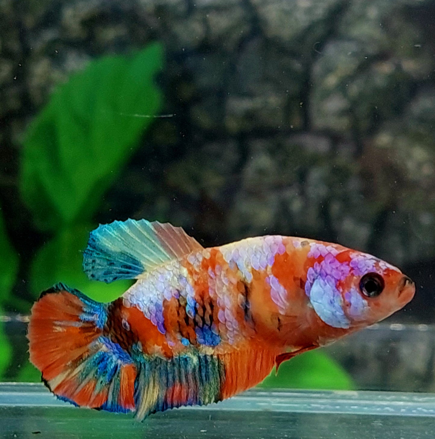 Multicolor Galaxy HMPK Female For Sorority Tank/Breed