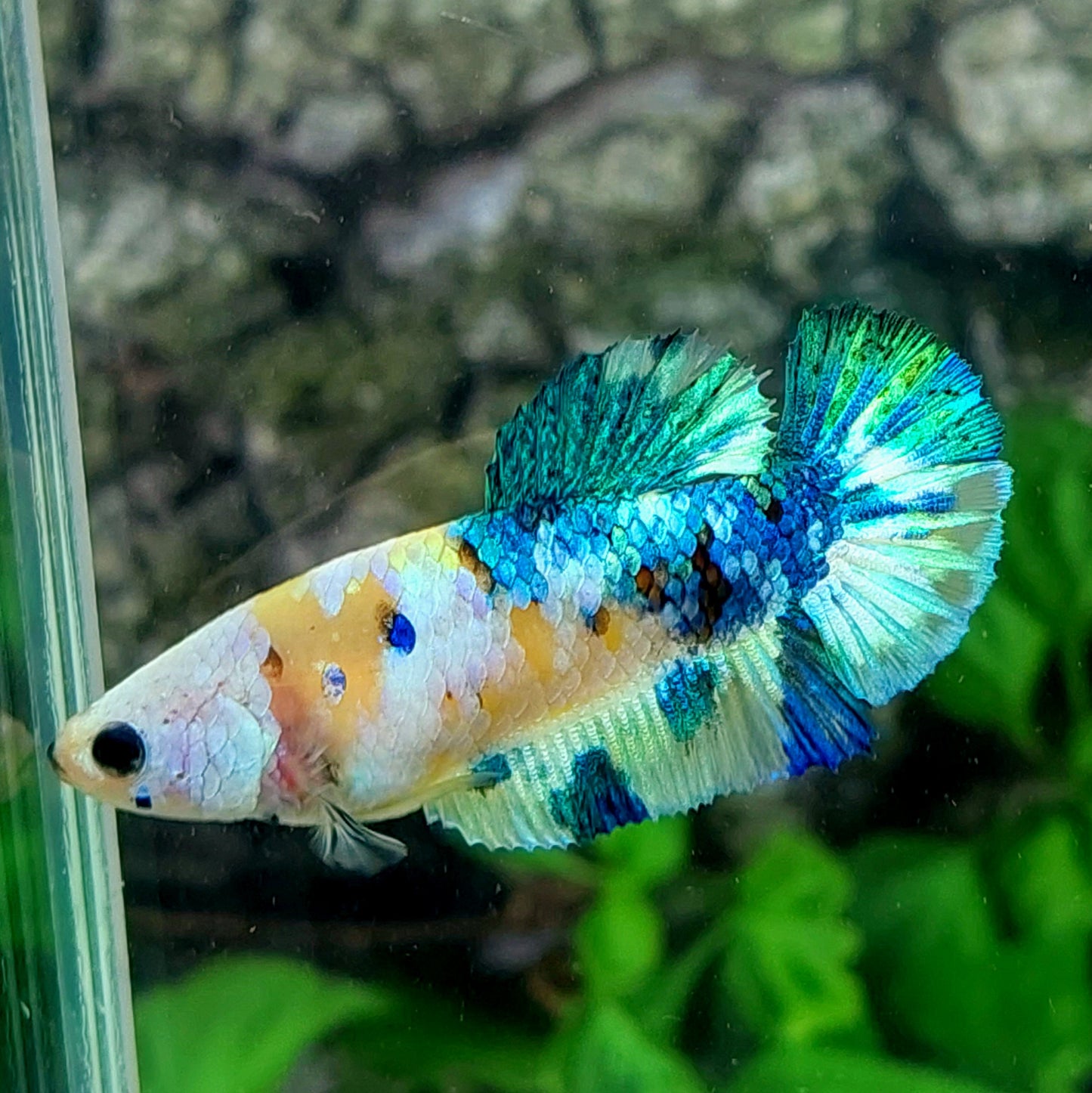 Yellow Blue Galaxy HMPK Female For Sorority Tank/Breed