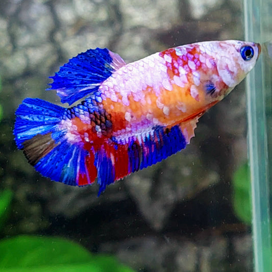 Blue Eyes Multicolor Purple Pink Galaxy HMPK Female For Sorority Tank/Breed