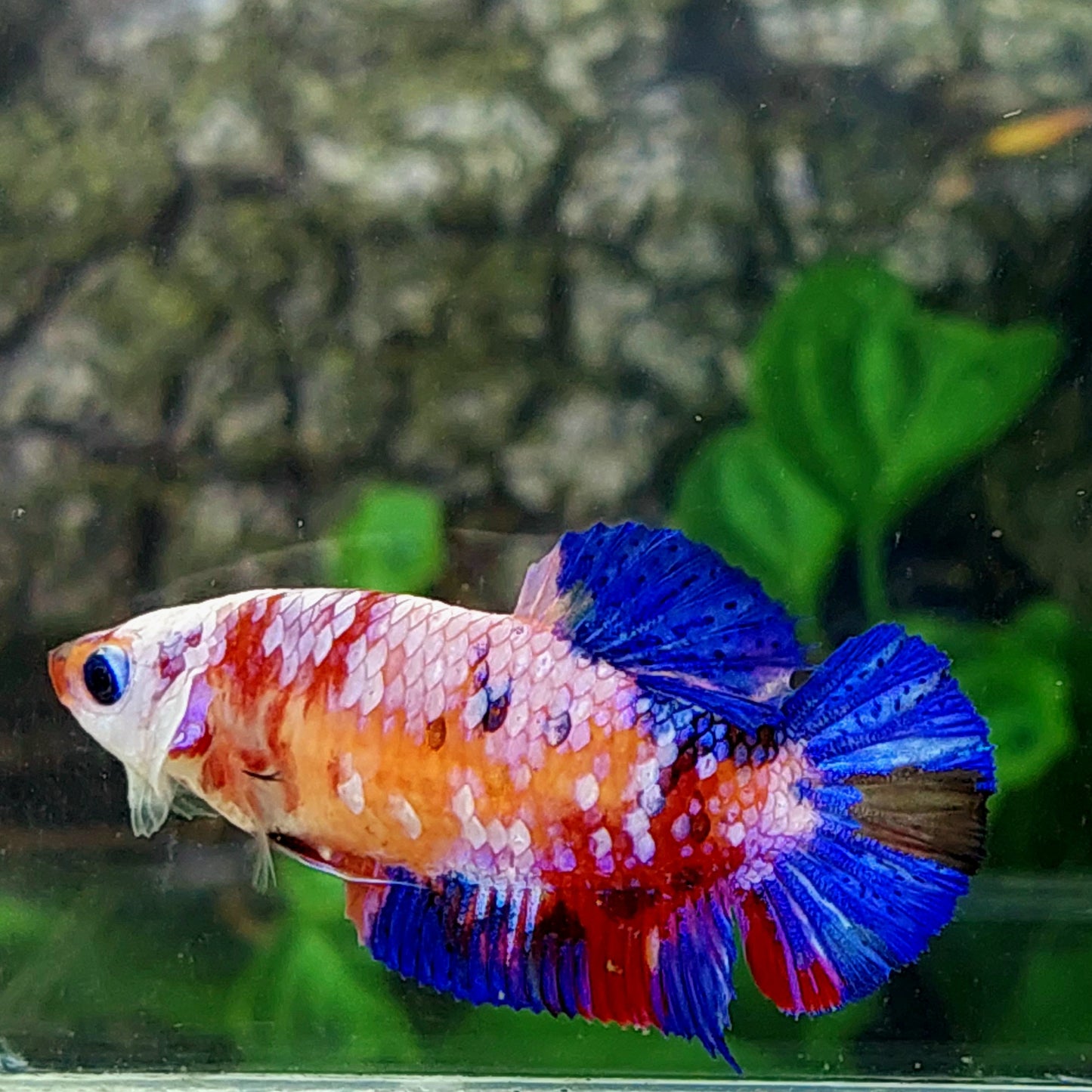 Blue Eyes Multicolor Purple Pink Galaxy HMPK Female For Sorority Tank/Breed