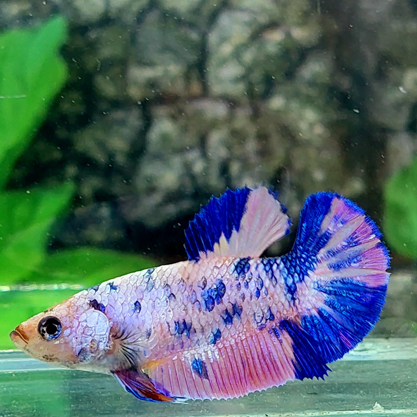 Multicolor Pink Blue Fancy HMPK Female For Sorority Tank/Breed