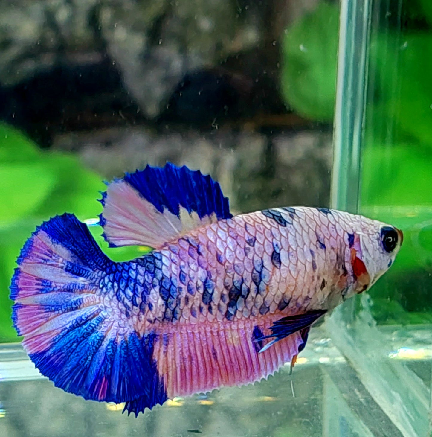 Multicolor Pink Blue Fancy HMPK Female For Sorority Tank/Breed