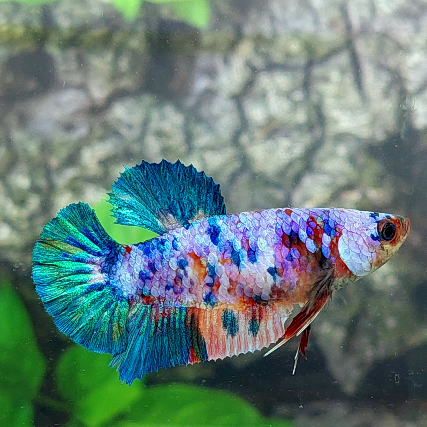 Multicolor Galaxy HMPK Female For Sorority Tank/Breed