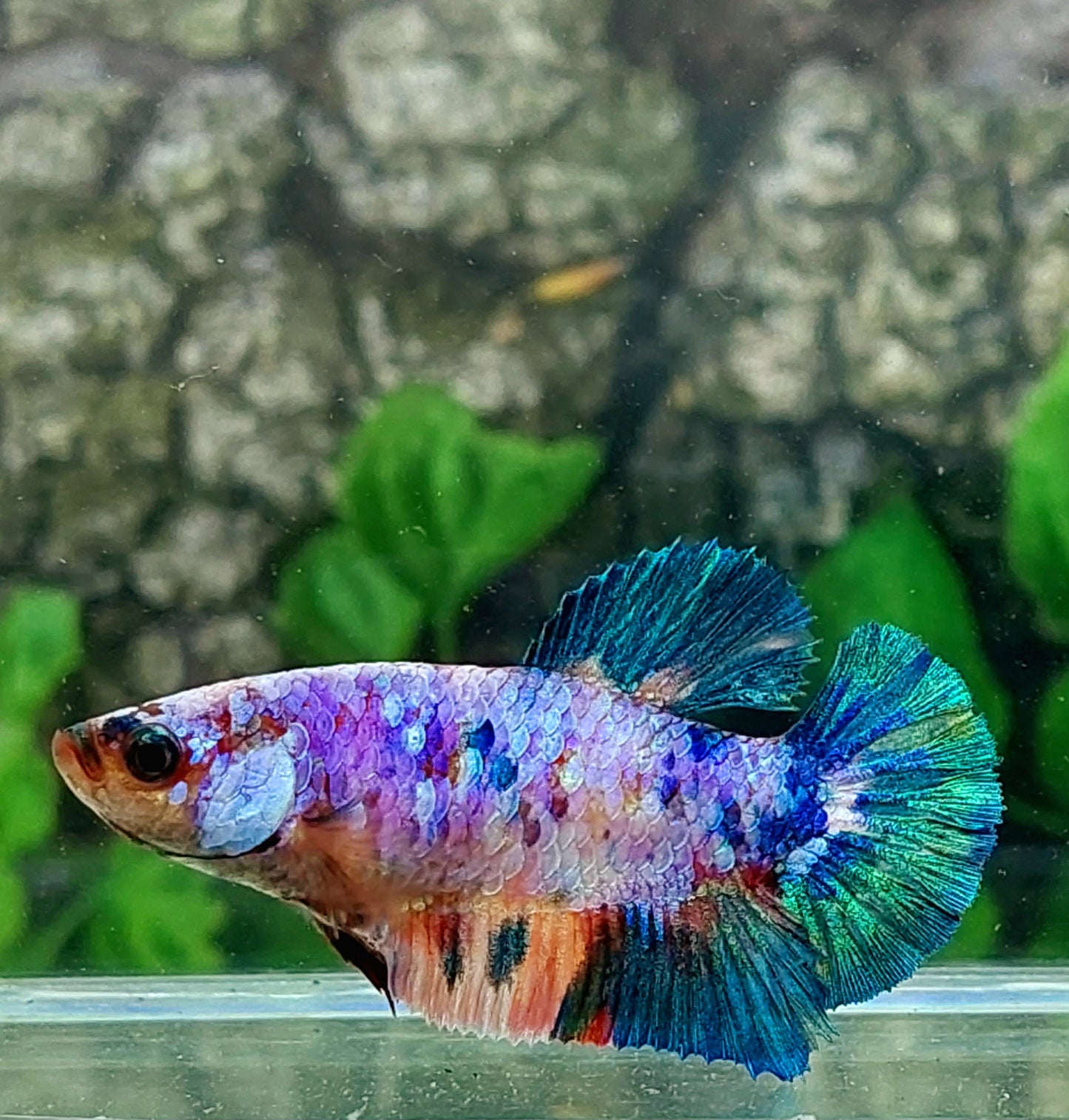 Multicolor Galaxy HMPK Female For Sorority Tank/Breed