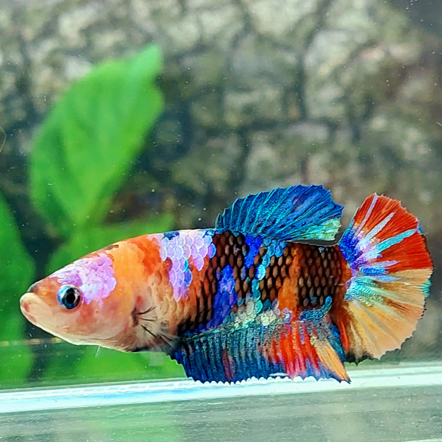 Yellowbase Multicolor Galaxy HMPK Female For Sorority Tank/Breed