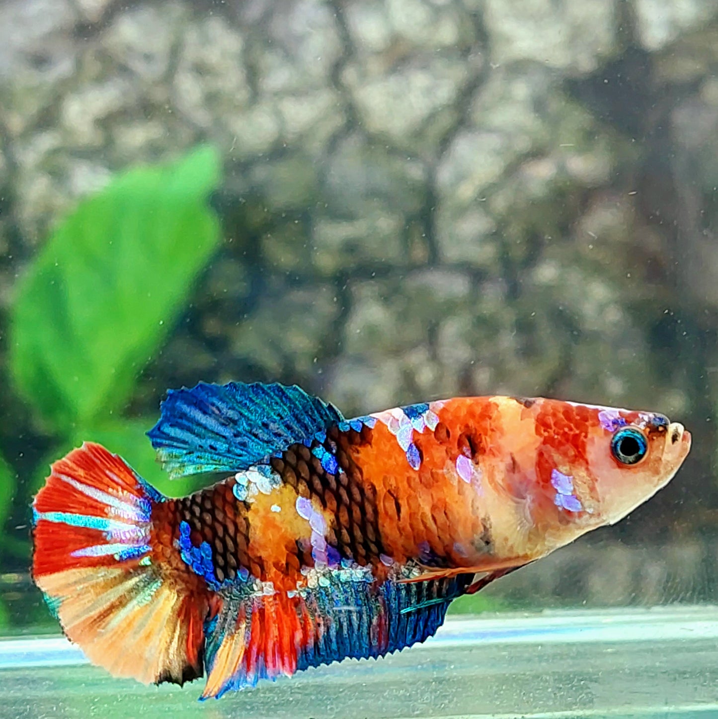 Yellowbase Multicolor Galaxy HMPK Female For Sorority Tank/Breed