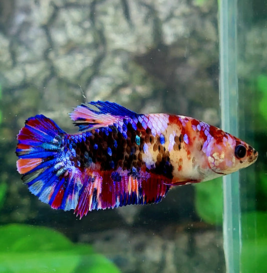 Multicolor Purple Black Galaxy HMPK Female For Sorority Tank/Breed