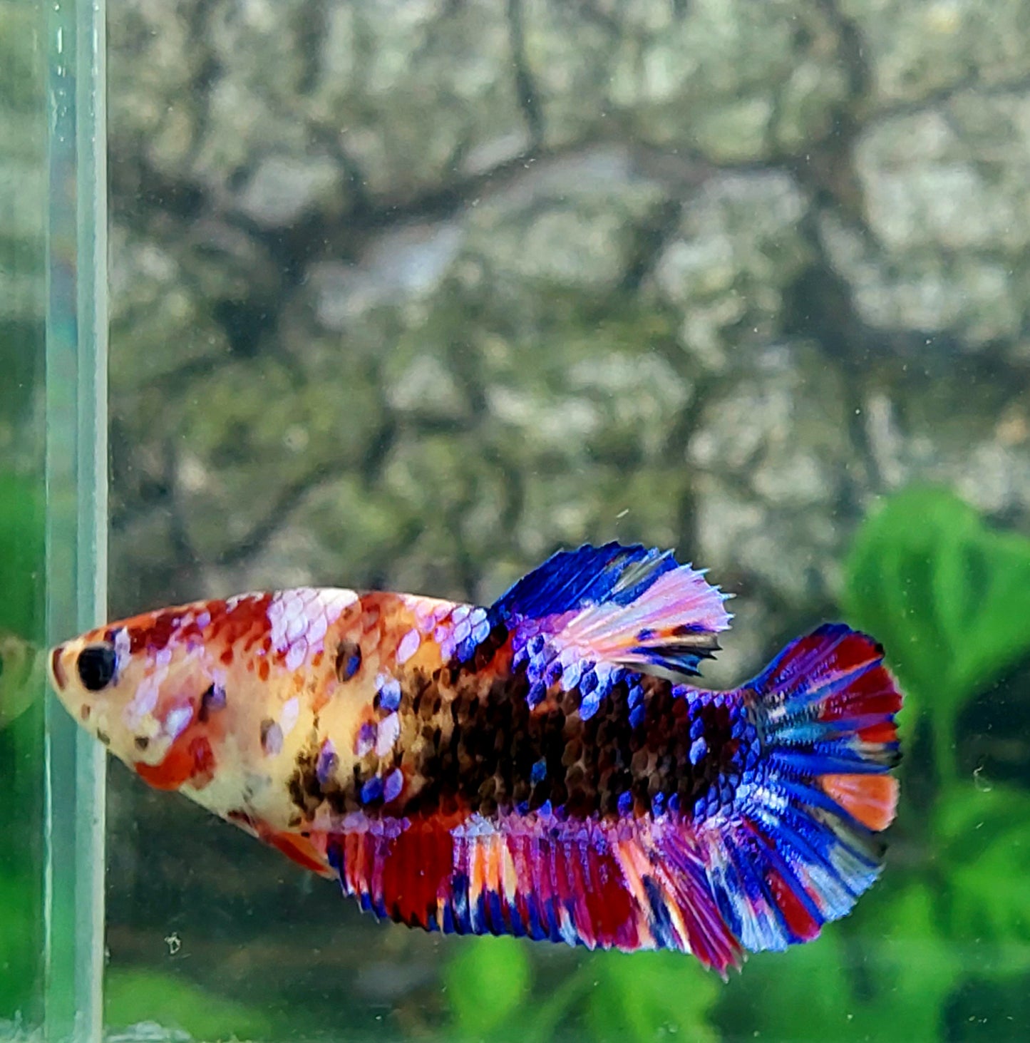 Multicolor Purple Black Galaxy HMPK Female For Sorority Tank/Breed